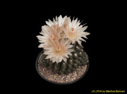 Eriosyce occulta 1654
